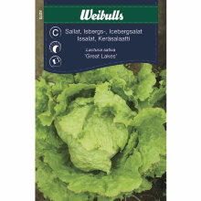 Isbergsalat 'Great Lakes'